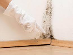 Why You Should Choose Our Mold Remediation Services in Carbondale, IL